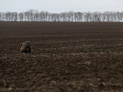 Tierras preparadas para la siembra de trigo y otros cereales cerca de Vinnitsia, en Ucrania.