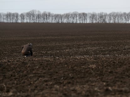 Tierras preparadas para la siembra de trigo y otros cereales cerca de Vinnytssia (Ucrania), en marzo de 2022.