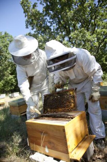 Colmenas de abejas en la Sierra de Guadarrama.