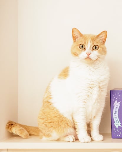 'Mía', la gata mayor del autor de este reportaje.
