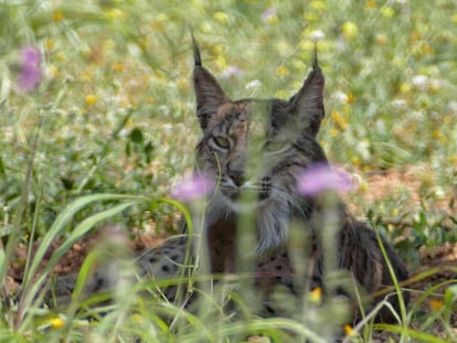 El linx ibèric vist a l'àrea metropolitana de Barcelona.