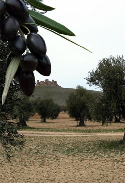 Vista de un olivar en los Montes de Toledo.