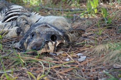 Restos de un lobo muerto de forma violenta en Boiro, del que el colectivo ecologista Vox Anima avis&oacute; al Seprona el 27 de abril.