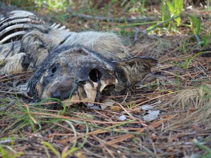 Restos de un lobo muerto de forma violenta en Boiro, del que el colectivo ecologista Vox Anima avis&oacute; al Seprona el 27 de abril.