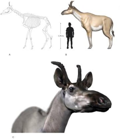 Reconstrucción del 'Decennatherium rex'.