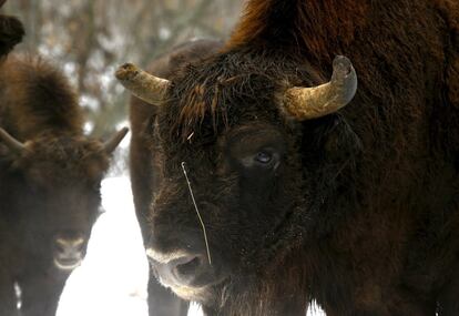 Bisons are seen at a bison nursery in the 30 km (19 miles) exclusion zone around the Chernobyl nuclear reactor near the abandoned village of Dronki, Belarus, January 28, 2016. What happens to the environment when humans disappear? Thirty years after the Chernobyl nuclear disaster, booming populations of wolf, elk and other wildlife in the vast contaminated zone in Belarus and Ukraine provide a clue. On April 26, 1986, a botched test at the nuclear plant in Ukraine, then a Soviet republic, sent clouds of smouldering radioactive material across large swathes of Europe. Over 100,000 people had to abandon the area permanently, leaving native animals the sole occupants of a cross-border "exclusion zone" roughly the size of Luxembourg. REUTERS/Vasily Fedosenko    SEARCH "WILD CHERNOBYL" FOR THIS STORY. SEARCH "THE WIDER IMAGE" FOR ALL STORIES