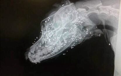 Radiografía del perro herido.