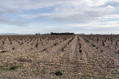 Le Domaine de Beaurenard, Viñedos en Châteauneuf-du-Pape, departamento de Vaucluse sureste de Francia.