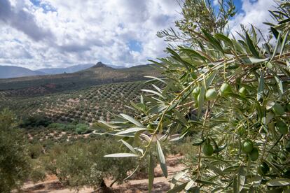 Olivares Jaen