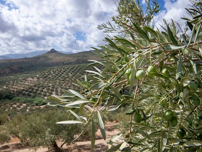 Olivares en un campo de Jaén.