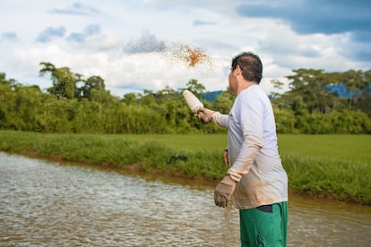 Los peces de la finca son alimentados con preparaciones a base de arroz.