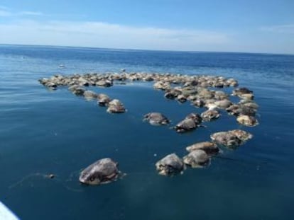 Los animales estaban flotando y en avanzado estado de descomposición, atrapados en redes de pesca