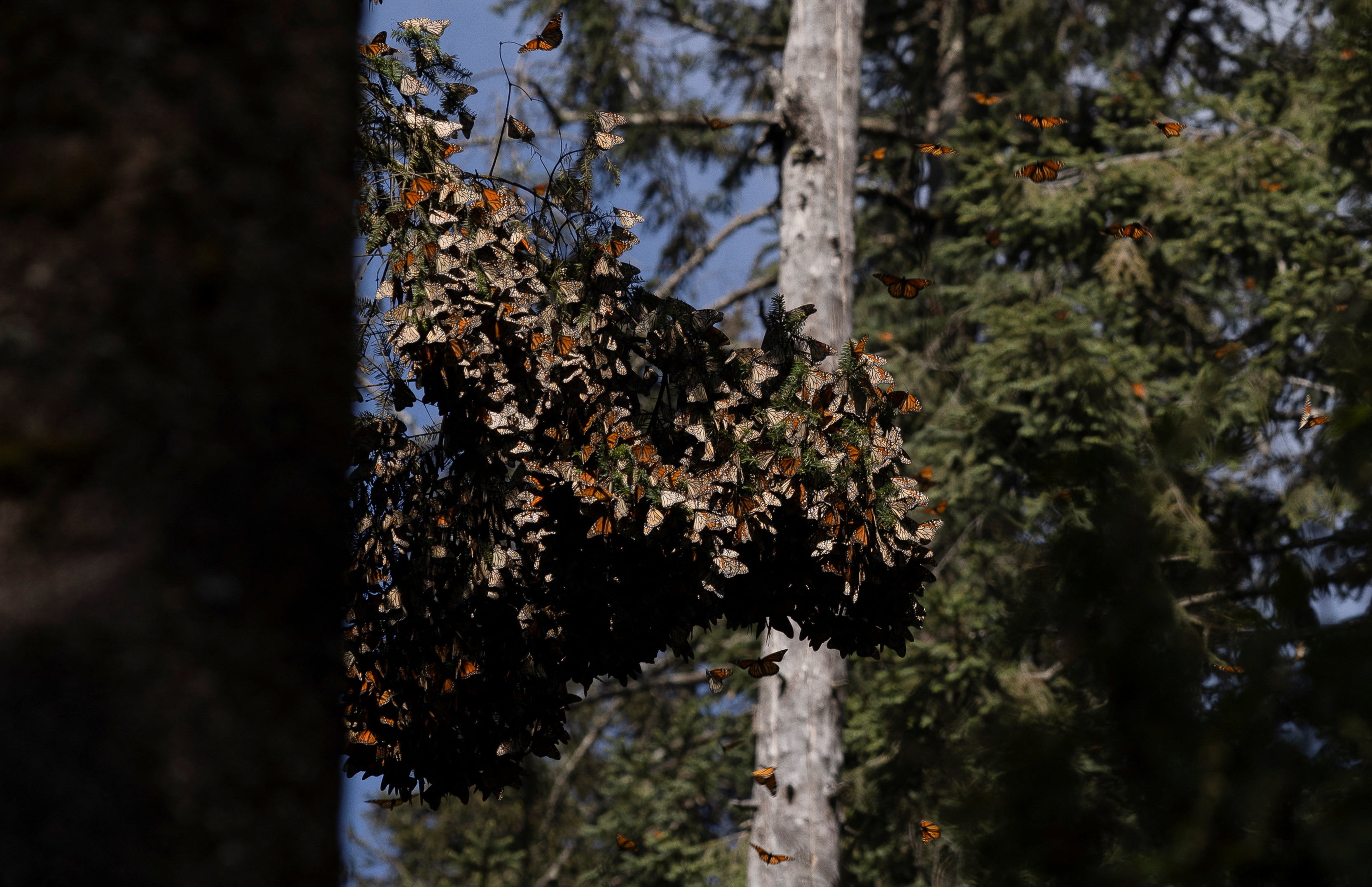 Un año clave para la mariposa monarca: Estados Unidos decidirá en 2025 si la incluye en su lista de especies amenazadas