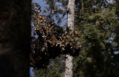 Mariposas monarca en la Sierra Chincua, en el Estado de Michoacán