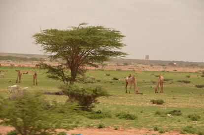 Unos camellos pasean por las afueras de Garoowe, la capital de Puntlandia, una región en el cuerno somalí donde se está viviendo un repunte de la piratería debido a la menor vigilancia de las fuerzas occidentales del océano Índico. La mayor parte de Puntlandia es una meseta reseca con escasa vegetación.