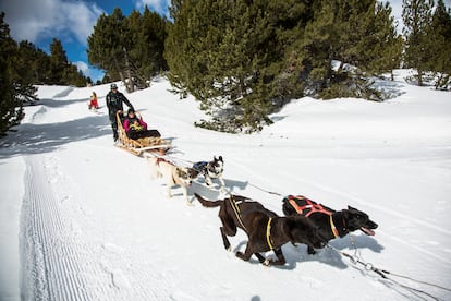 Trineos tirados por perros en la estación andorrana de Grandvalira. 