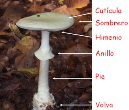 Partes de una seta