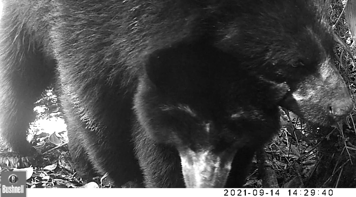 🐻 Científicos captan los sonidos del oso andino al copular gracias al monitoreo comunitario