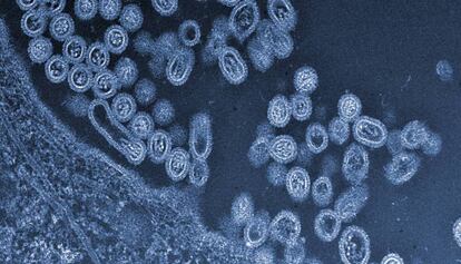 Un virus de grip aviària que surt d'una cèl·lula.