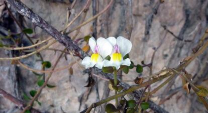 Un ejemplar de 'Antirrhinum valentinum' o 'boca de dragón de roca'.
