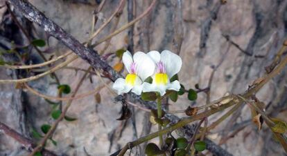 Un ejemplar de &#039;Antirrhinum valentinum&#039; o &#039;boca de drag&oacute;n de roca&#039;.