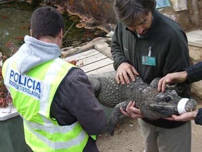 Rescatado de un circo un cocodrilo negro