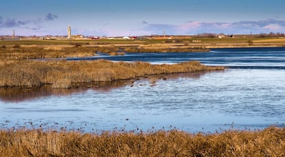 Las aves han vuelto. Allí invernan unos 20.000 ánsares comunes, el 20% de los que cruzan la Península, y se han llegado a detectar 249 especies de aves, el 40% de las avistadas en España. Hay avutardas que se esconden entre las legumbres, patos, ánsares y hasta el pequeño carricerín cejudo, del que solo quedan unas 15.000 especies y que en su migración desde Bielorrusia a Malí y Senegal hace parada en la Nava, la laguna de la imagen.