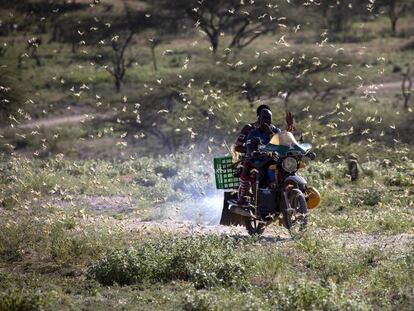 La plaga de langostas, a su paso por el noroeste de Kenia. 