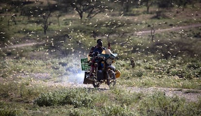 La plaga de langostas, a su paso por el noroeste de Kenia. 