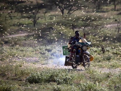 La plaga de langostas, a su paso por el noroeste de Kenia. 