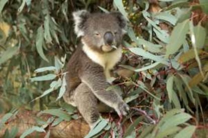 Un koala en la reserva natural de Tidbinbilla.