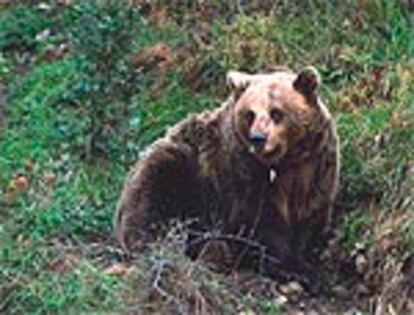 <i>Tola,</i> un ejemplar pardo cantábrico, descansa en el cercado osero del monte Fernanchín, en Proaza (Asturias).