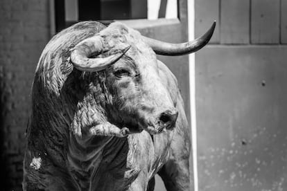 Uno de los toros de la ganadería de Montealto, presentados para la corrida del domingo.