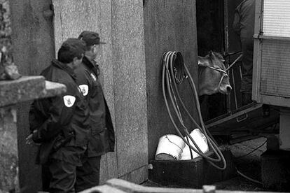 Salida de una vaca hacia el matadero en una ganadería de Lugo, en la crisis del año 2000.