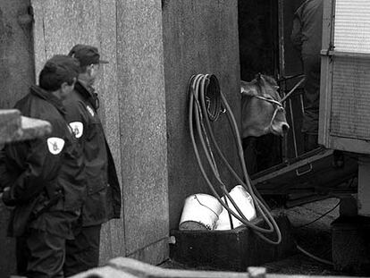 Salida de una vaca hacia el matadero en una ganadería de Lugo, en la crisis del año 2000.