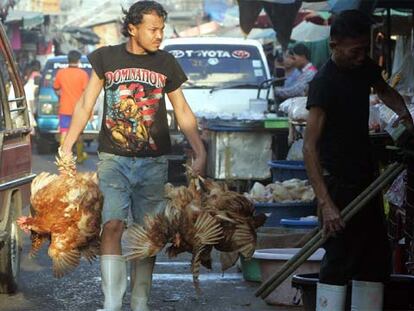 Vendedores de pollos en el mercado Khlongtoey de Bangkok (Tailandia).