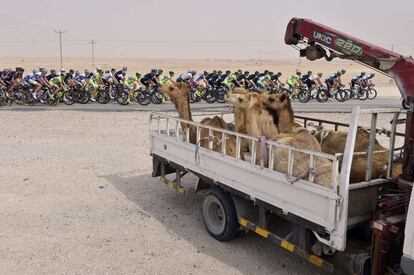 El pelotón ciclista durante la etapa entre al-Thakhira y Mesaieed del Tour de Qatar 2015.