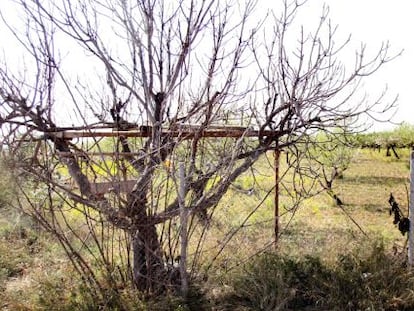 SEO/BirdLife califica de “masacre científica” la caza con parany