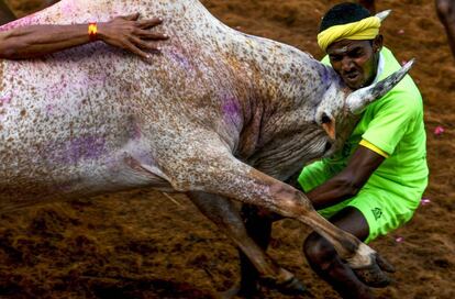 Un participante indio es golpeado por un astado en el evento anual de lucha de toros 'Jallikattu', en el pueblo de Allanganallur en las afueras de Madurai en el estado sureño de Tamil Nadu