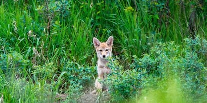 El ADN del coywolf (en la imagen, fotografiado en Alberta, Canad&aacute;) es una s&iacute;ntesis de tres especies: lobo, coyote y perro. 