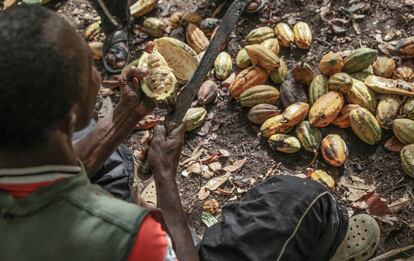 Un agricultor ghan&eacute;s abre la fruta del cacao para extraer los granos. 
 
