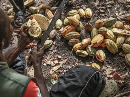 Un agricultor ghan&eacute;s abre la fruta del cacao para extraer los granos. 
 