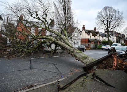 Un rbol cado volado por el viento durante la tormenta ?owyn en Donegal Road, Belfast, Irlanda del Norte. La  Oficina Meteorolgica del Reino Unido ha emitido una advertencia roja de peligro para la vida en todo Irlanda del Norte, mientras que las escuelas, las universidades, los tribunales y muchos comercios estn cerrados y el transporte pblico est suspendido.