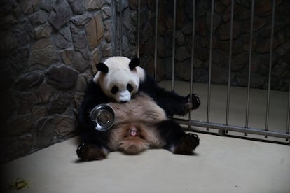 La hembra de panda gigante, Chengda, da a luz en el Centro de Conservación de Osos Pandas Gigantes de Chengdu (China). El centro de conservación anunció el 29 de junio de 2017 que Chengda, había dado a luz a un par de gemelos, un macho y una hembra.