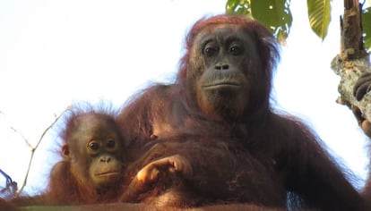 Una orangután y su cría en una zona de cultivo de aceite de palma.