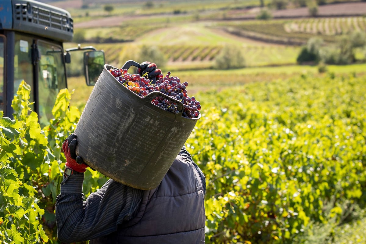 La vendimia más corta del siglo en Rioja apura sus últimos días