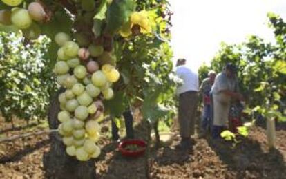 Varias personas recogiendo uvas en un viñedo cerca de Volkach al sur de Alemania. EFE/Archivo