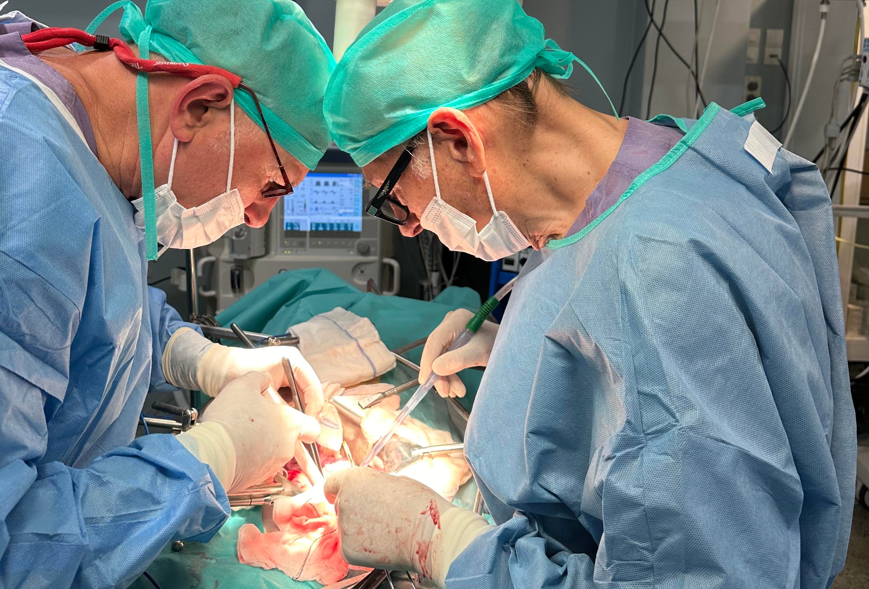 Dos médicos realizan el trasplante de riñón con organoides humanos en un cerdo vivo.