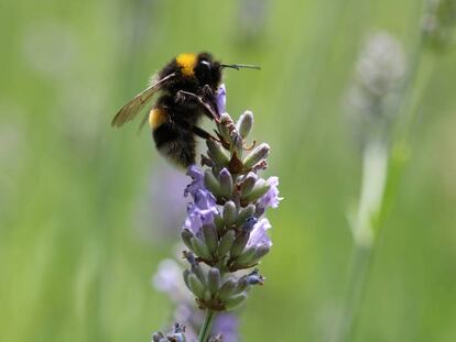 A diferencia de las abejas, los abejorros siempre acuden a las mismas flores.