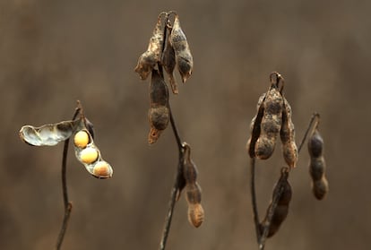 Detalle de una planta de soja en un cultivo de Leste, en Mato Grosso, Brasil.